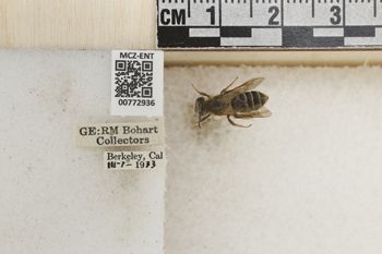 Media type: image;   Entomology 772936 Aspect: Labels